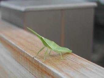 glasshopper.jpg
